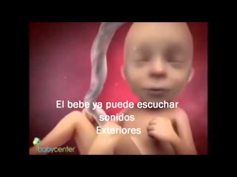 FECUNDACION EMBARAZO Y PARTO