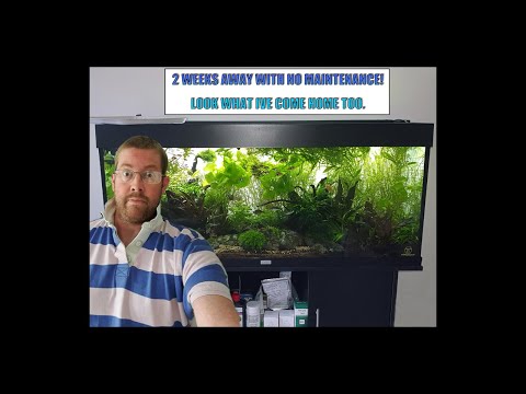 240L Aquascape after 2 weeks holiday - Maintenance time lapse.