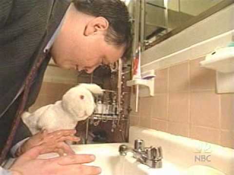 Late Night - Nagging Rabbit