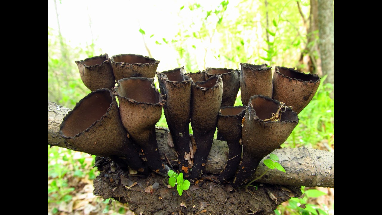 Urnula craterium - YouTube