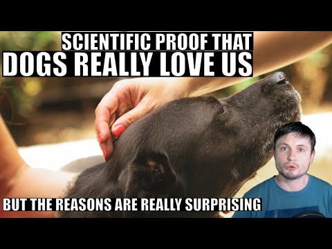 Science Proves Dogs Really Love Us But For a Surprising Reason
