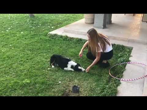 Training a Dog Project, Luzma Tricio 2017-2018