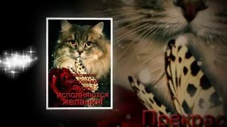 ,,Love Kitten,, April Stevens,авт рол Letyashchaya 10 06 15г