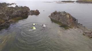Watch a Clever Scottish Octopus' Return to the Sea