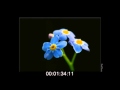 chodila dievcina.flv