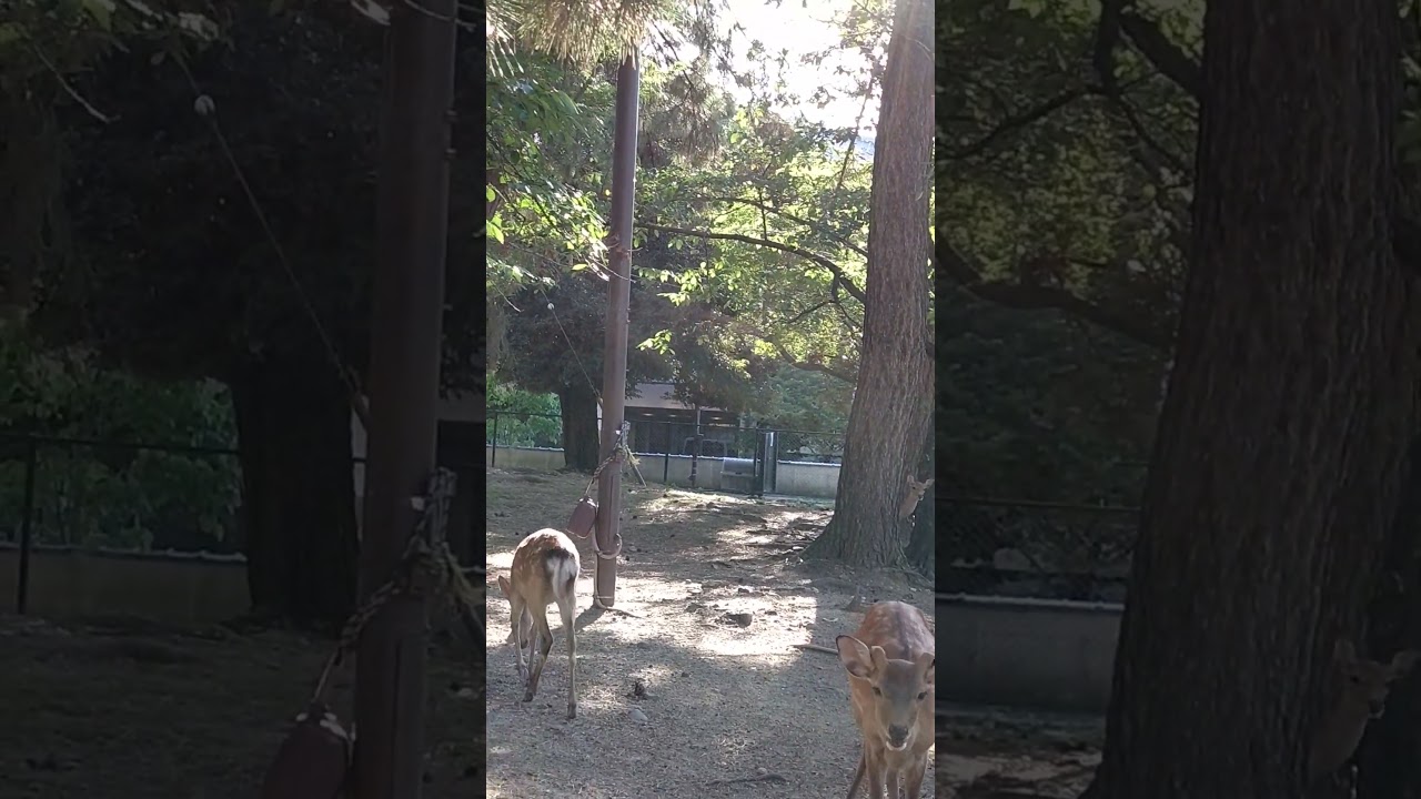 Sacred Deer Call at Nara Park, Nara – Spiritual Japan