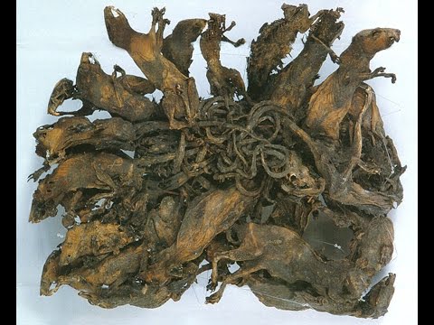 Rat kings | Historical Artifacts | unexplained Mysteries | Germany