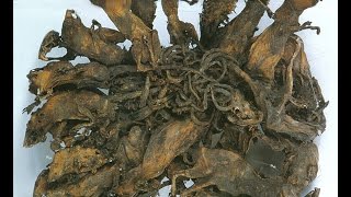 Rat kings | Historical Artifacts | unexplained Mysteries | Germany