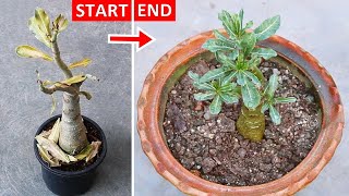 THIS Is How To SAVE a Dying ADENIUM Plant!