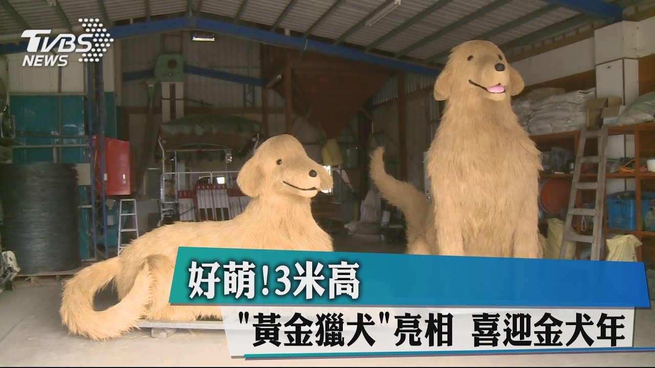 好萌！3米高「黃金獵犬」亮相　喜迎金犬年