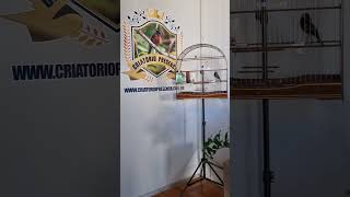 Galador COLORADO