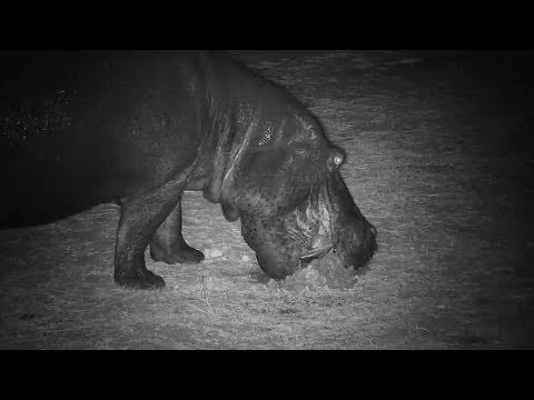 Djuma: Lone Hippo leaving pan, messes with Elephant dung and marking a few places- 20:57 - 10/13/19