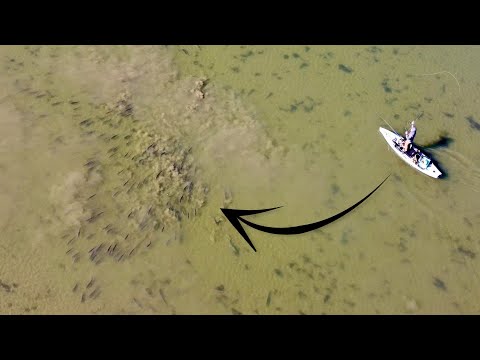Drone Captures Epic Sight Fishing for Hundreds of Schooling Redfish