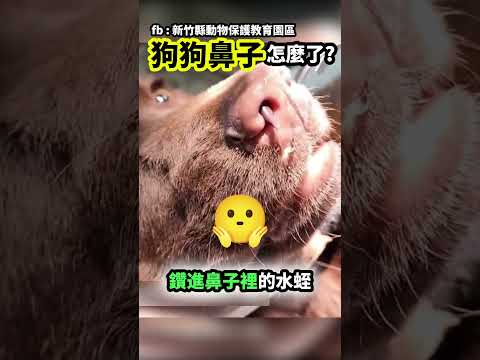 狗狗鼻子發生甚麼事了 #shorts
