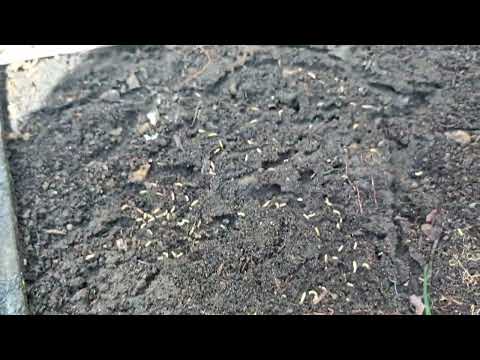 The Termites Were Hiding in Deal, NJ