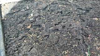 The Termites Were Hiding in Deal, NJ