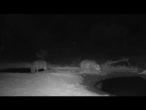 Djuma: Two Hippos arrive together - 10/07/19