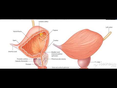 Urinary bladder structure interior