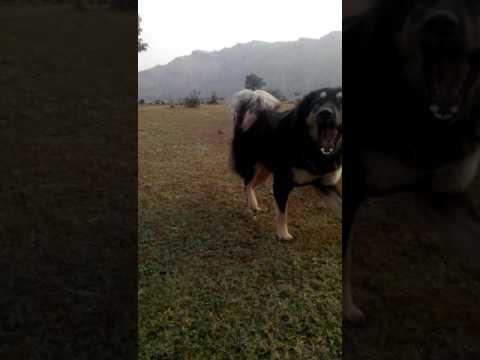 very beautiful TM  dog of abrar gondal