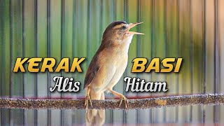 Download lagu KERAK BASI ALIS HITAM GACOR | MASTERAN KERAK BASI ALIS HITAM | PANCINGAN KERAK BASI ALIS HITAM mp3 Download lagu KERAK BASI ALIS HITAM GACOR | MASTERAN KERAK BASI ALIS HITAM | PANCINGAN KERAK BASI ALIS HITAM mp3