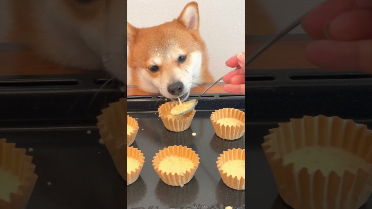 カップケーキを食べる柴犬