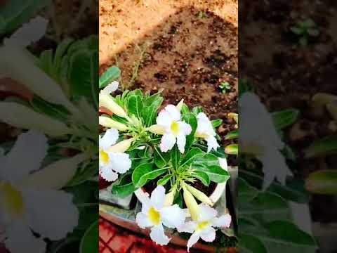 Adina flower 🏵️🌸🌼