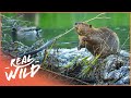 Why Do Beavers Build Dams? Nature's Engineers (Wildlife Documentary) | Natural Kingdom | Real Wild