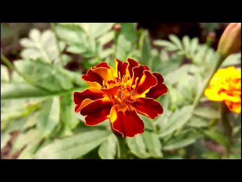 Nature of Earth | Flowers