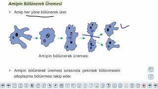Eğitim Vadisi 10.Sınıf Biyoloji 2.Föy Eşeysiz Üreme Konu Anlatım Videoları