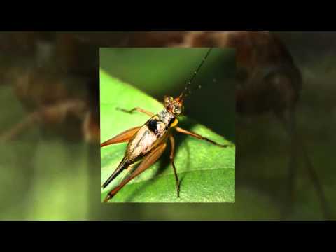 Sydney, AU General Pest Control - Weird Pest Facts 101
