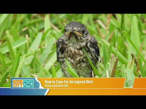 How to Care For an Injured Bird with Duval Audubon | River City Live