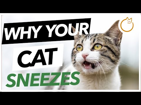 WHY Is Your Cat Sneezing - Allergies | Infection | Treatment