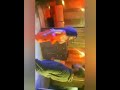 Muskaan Varshney Hot Dance