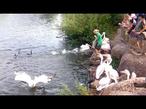 Годування пеліканів у парку AviFauna