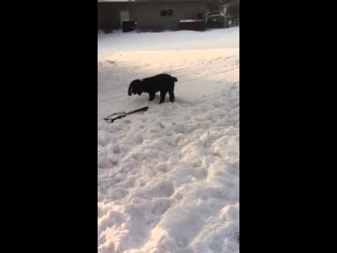 download lagu mp3 mp4 Midwest Springer Rescue, download lagu Midwest Springer Rescue gratis, unduh video klip Midwest Springer Rescue