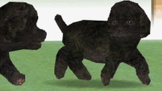 Nintendogs Lab Part 1: Meet My New Dog! 3DS Capture No Commentary