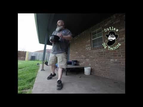 Belgian Malinois Foundation Training with Food Reward