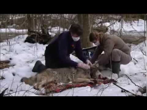 Tschernobyl - Die Natur erobert die Sperrzone zurück 2011