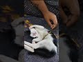 Cute Cat Videos Meesa Madhavan Movie Background Music