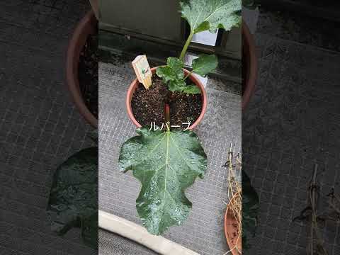 ルバーブが熟しているかどうかはどうやってわかりますか?園芸の専門家からのアドバイス  庭園