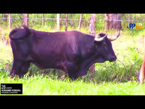 Bosconia Temporada Taurina 2023 | Ganadería La Palestina