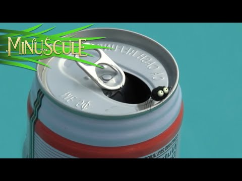 Minuscule – Telecanetic (Season 2)