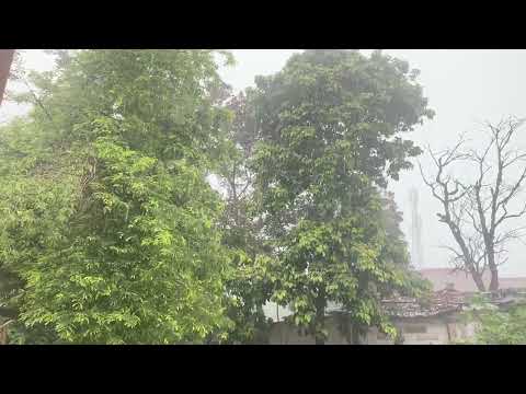 Pure Heavy Rain in Garden with Deep Thunder Sounds - Real Rain Sounds for Sleeping, Relaxing, Read