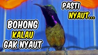 Download lagu Pancingan KONIN GACOR NGOBRA INI AHLINYA bikin KOLIBRI NINJA lain ikut RAJIN BUNYI mp3
