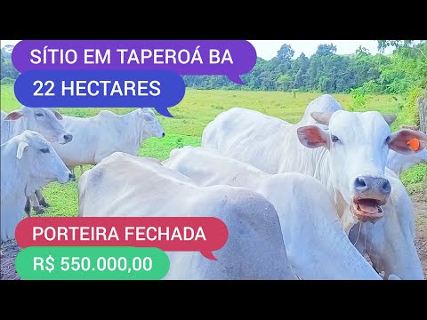 SÍTIO COM 22 HECTARES EM TAPEROÁ BA CÓDIGO:0238 ZAP 73981663547