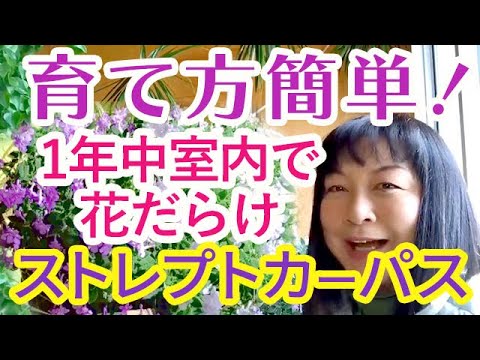 園芸 ハイブリッドストレプトカーパス、ケーププリムローズ、ゾウの耳