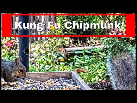 Ku Fu Chipmunk! - Filmed at Alabama Ground Cam