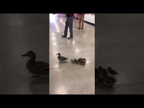 Mother Duck Leads New Ducklings through High School to Creek || ViralHog