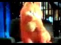Gato Karateca