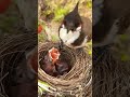 Snow Berry Feeding Bulbul Bird Feeding Baby Birds Birdfeeding Birdvideo